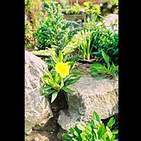 ����������. ��������� ���.